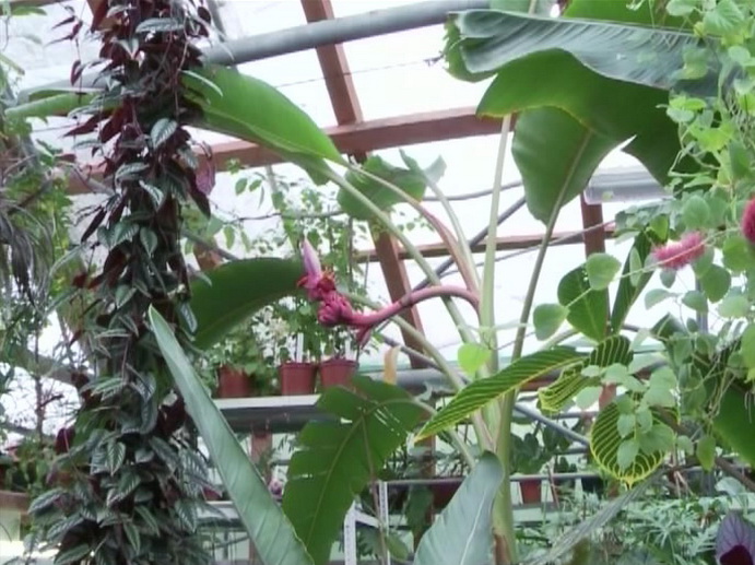 Уральские тропики: в ботаническом саду Екатеринбурга снимают урожай бананов