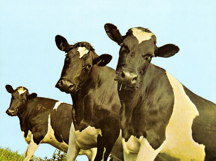 В поселке Заря под Алапаевском появились роботы, чешущие коров