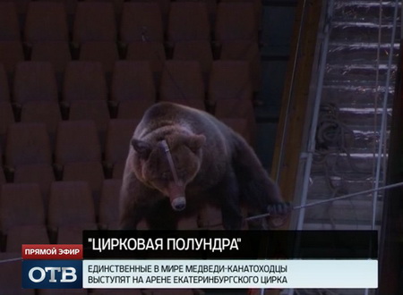 В Екатеринбургском цирке выступят единственные в мире медведи-канатоходцы