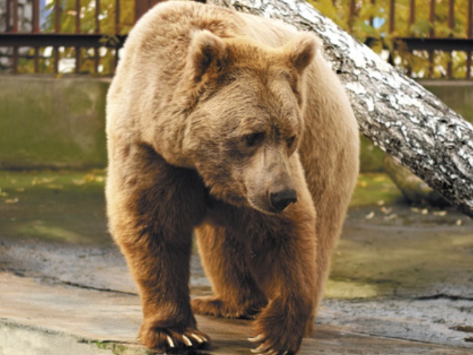 Ноябрьские холода уложили екатеринбургских медведей в спячку