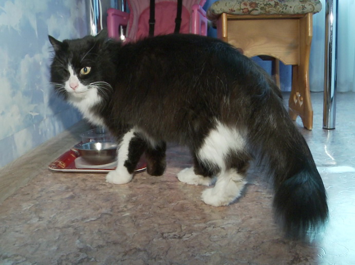 Житель Екатеринбурга нашел своего кота благодаря «Областному телевидению»