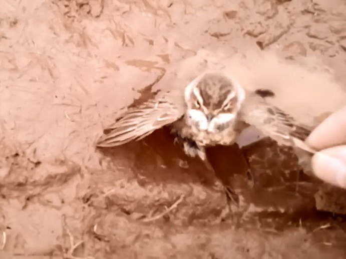 Житель Красноуфимска устроил спасательную операцию тонущей птице