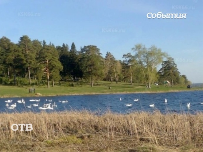 50 белых лебедей облюбовали Александровский пруд под Красноуфимском