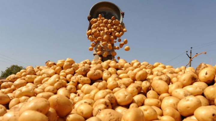 Итоги недели: всероссийский День картофельного поля