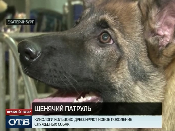 Щенячий патруль: кинологи Кольцово дрессируют новое поколение служебных собак