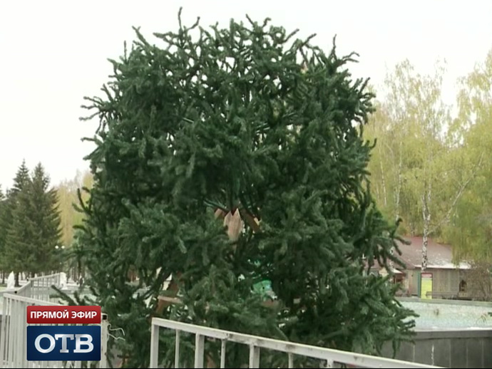 В екатеринбургском парке имени Маяковского начали устанавливать новогоднюю ёлку