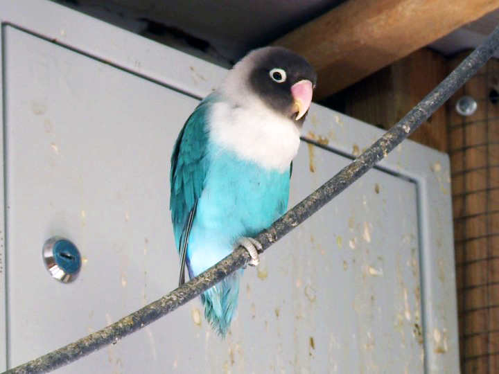 Райский уголок: жительница Ирбита создала домашние тропики для попугаев