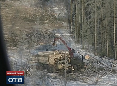 Российским бизнесменам разрешат вырубать лес без восстановления