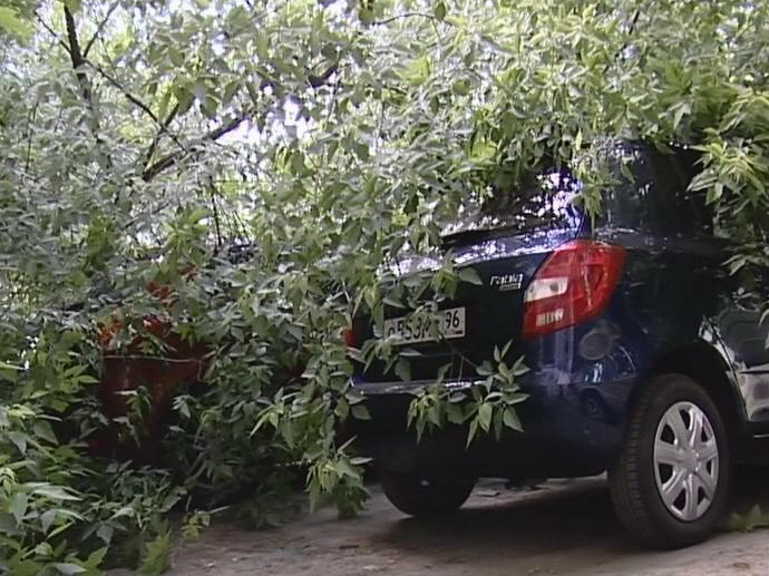 В Екатеринбурге дерево рухнуло на два припаркованных автомобиля