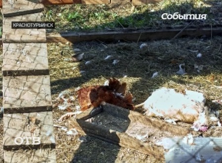В Краснотурьинске объявилась «куриная» чупакабра
