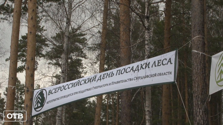 Во Всероссийский день посадки леса свердловчане высадили 30 тысяч сосен