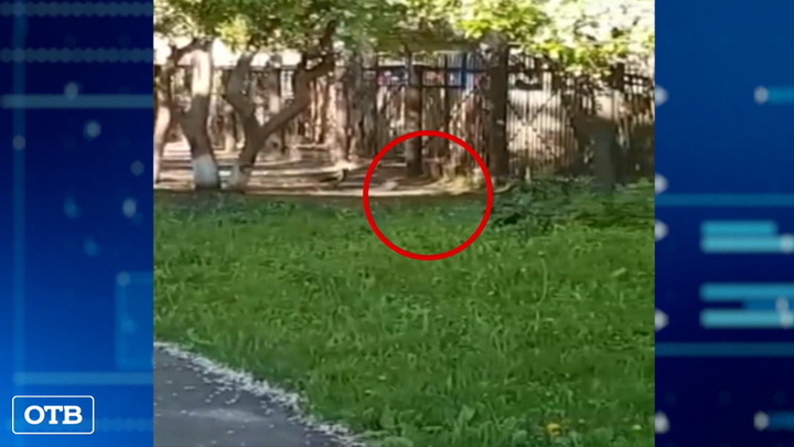 Екатеринбуржцы выложили в сеть видео с вороной-забивакой