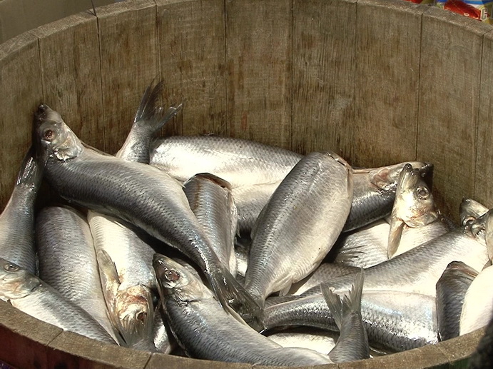 Дальневосточные деликатесы: в Екатеринбурге откроется рыбная ярмарка