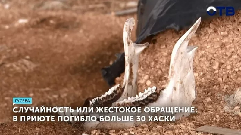 Случайность или жестокое обращение: в приюте погибло больше 30 хаски