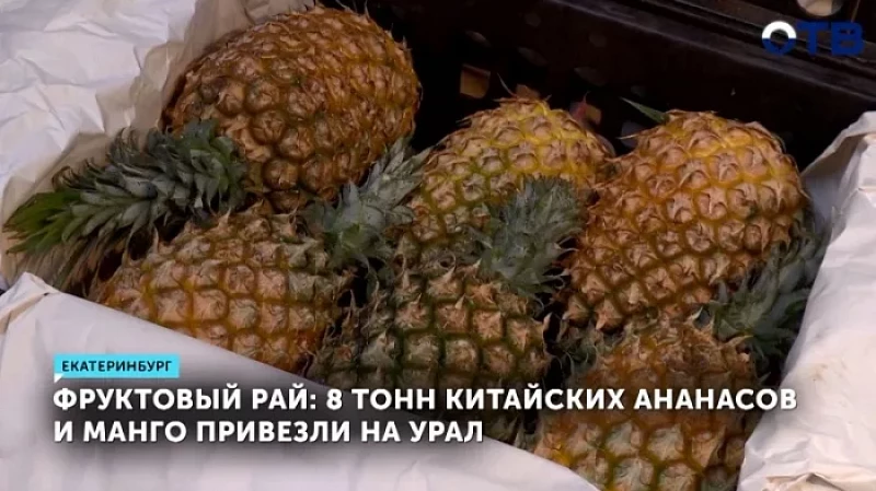 Фруктовый рай: 8 тонн китайских ананасов и манго привезли на Урал