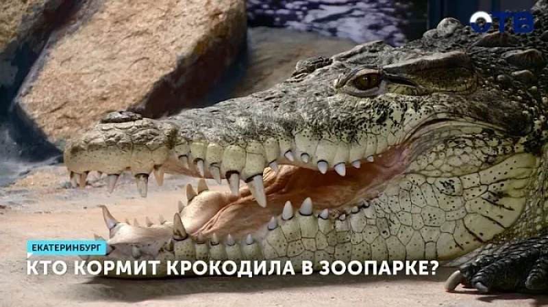 Кто кормит крокодила в зоопарке?