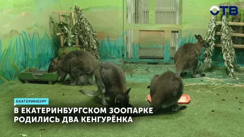 В Екатеринбургском зоопарке родились два кенгурёнка