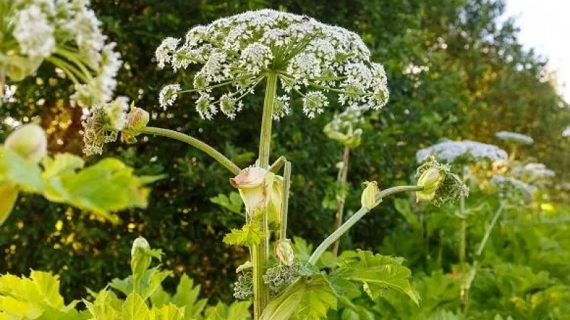 В Тульской области на уничтожение борщевика в нескольких районах выделили 2 млн рублей