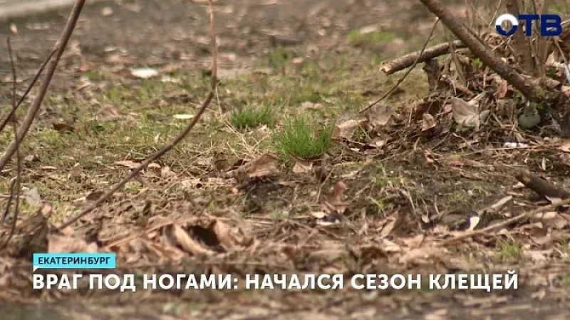 Враг под ногами: начался сезон клещей