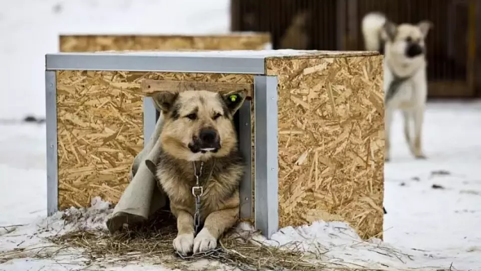 В Югре бездомных собак обучат для службы на СВО