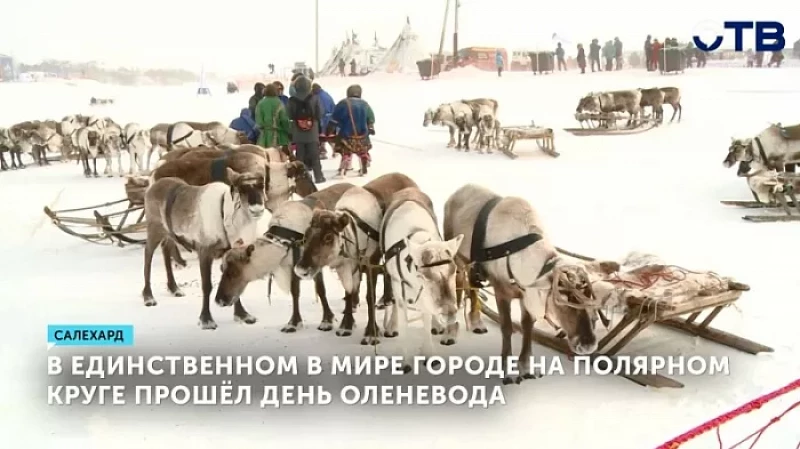 В единственном в мире городе на полярном круге прошёл День оленевода