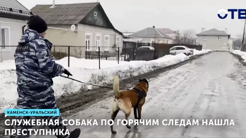 Служебная собака по горячим следам нашла преступника