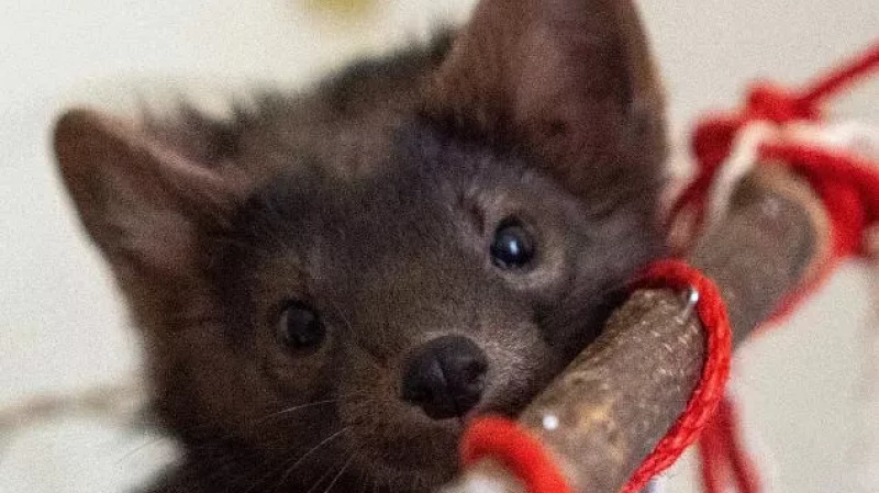 В Нижней Туре потерялся ручной соболь по кличке Анфиса