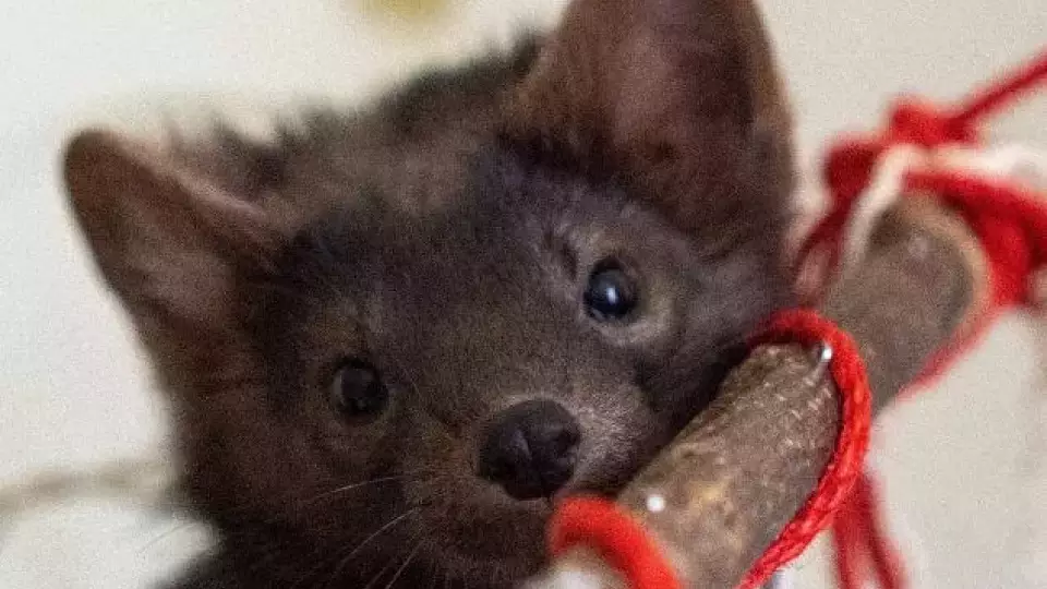 В Нижней Туре потерялся ручной соболь по кличке Анфиса