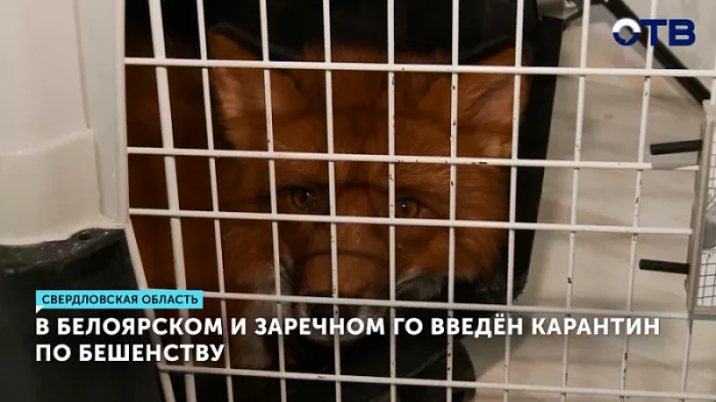 В Белоярском и Заречном ГО введён карантин по бешенству