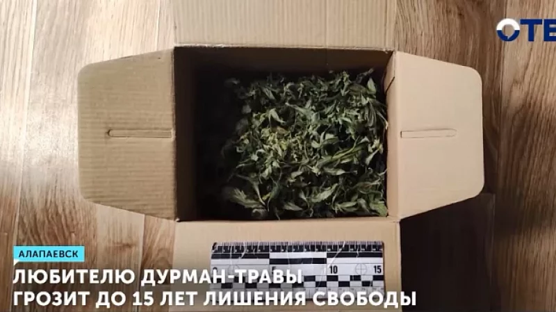 Любителю дурман-травы грозит до 15 лет лишения свободы
