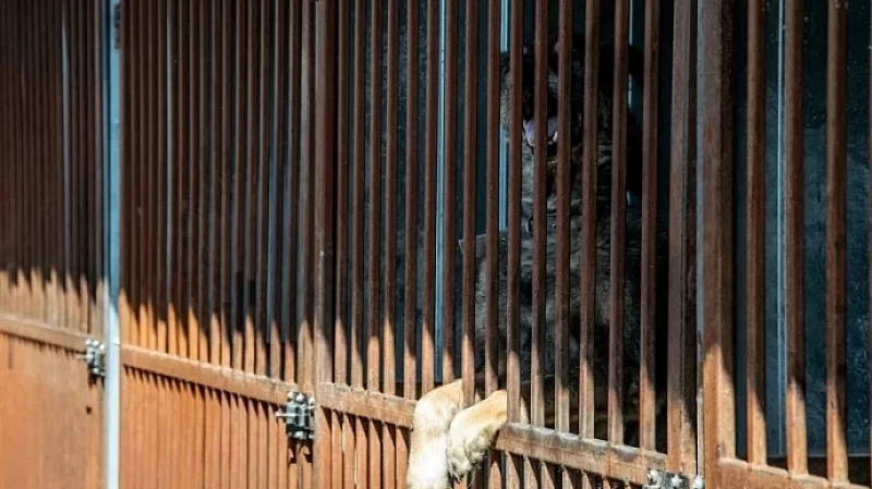 В Югре предпринимателям предложат арендовать приюты для собак за рубль в месяц