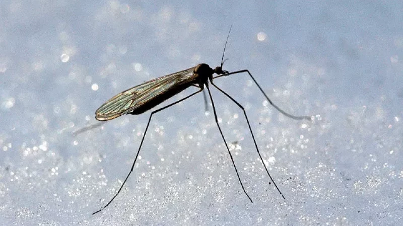 Нашествие зимних комаров: насекомые на Алтае вышли из спячки