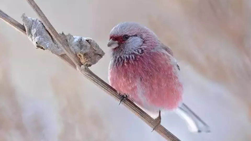 Редкую розовую птицу заметили в России