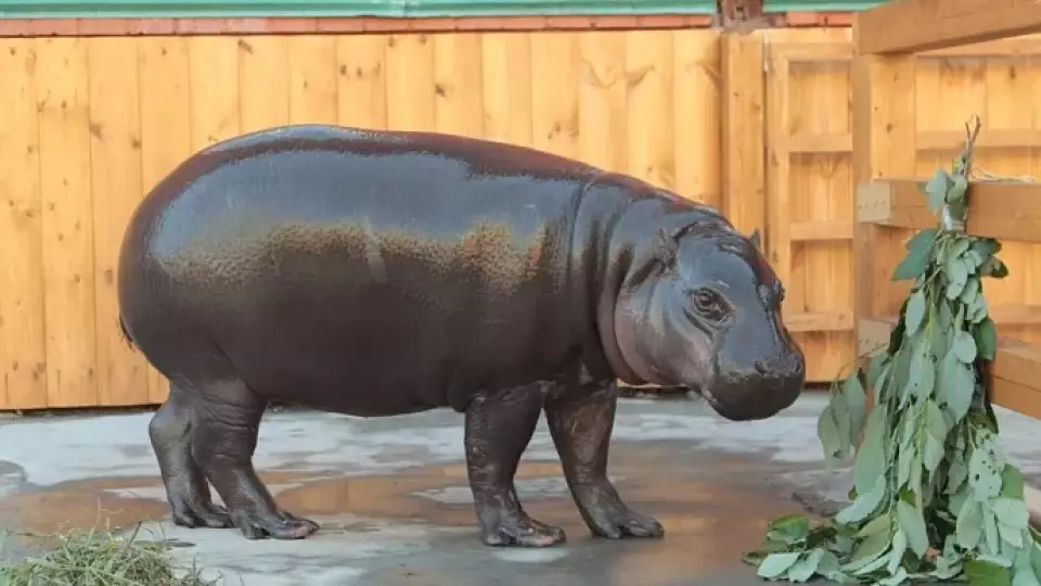 Карликовый бегемот Ева стала Зоо-мисс Екатеринбургского зоопарка