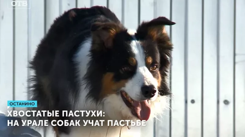 На Урале собак обучают пастьбе