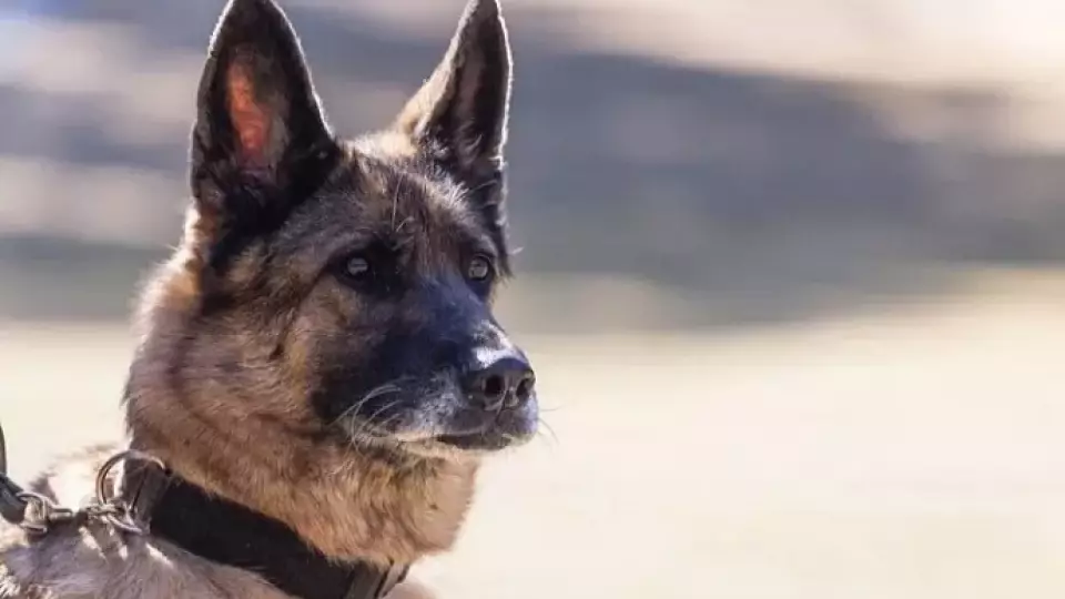 Служебный пес Хольф обнаружил у жителя Югры порох и самодельные патроны