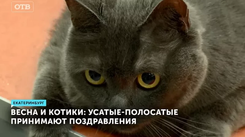 Весна и котики: усатые-полосатые принимают поздравления
