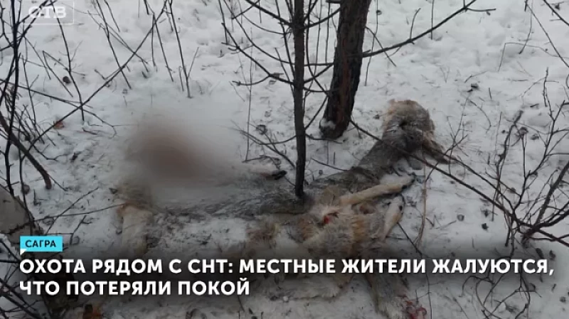 Охота рядом с СНТ: местные жители жалуются, что потеряли покой