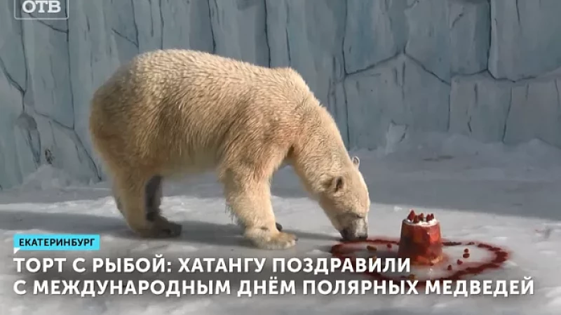 Торт с рыбой: Хатангу поздравили с Международным днём полярных медведей