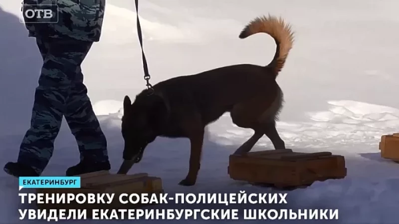 Тренировку собак-полицейских увидели екатеринбургские школьники