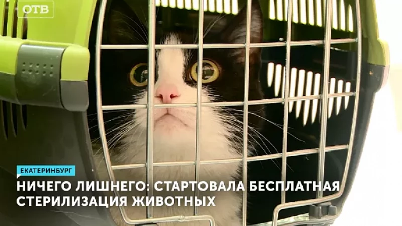 Ничего лишнего: стартовала бесплатная стерилизация животных
