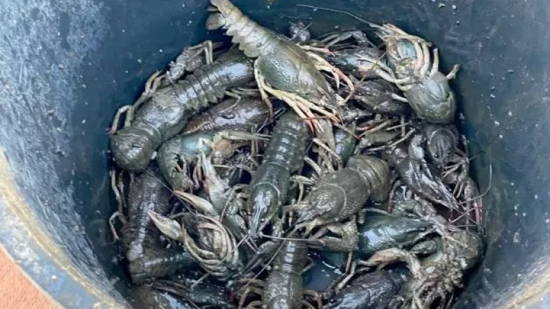 В Самарской области браконьеры поплатились за улов раков на 1,5 млн рублей