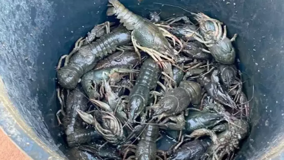 В Самарской области браконьеры поплатились за улов раков на 1,5 млн рублей