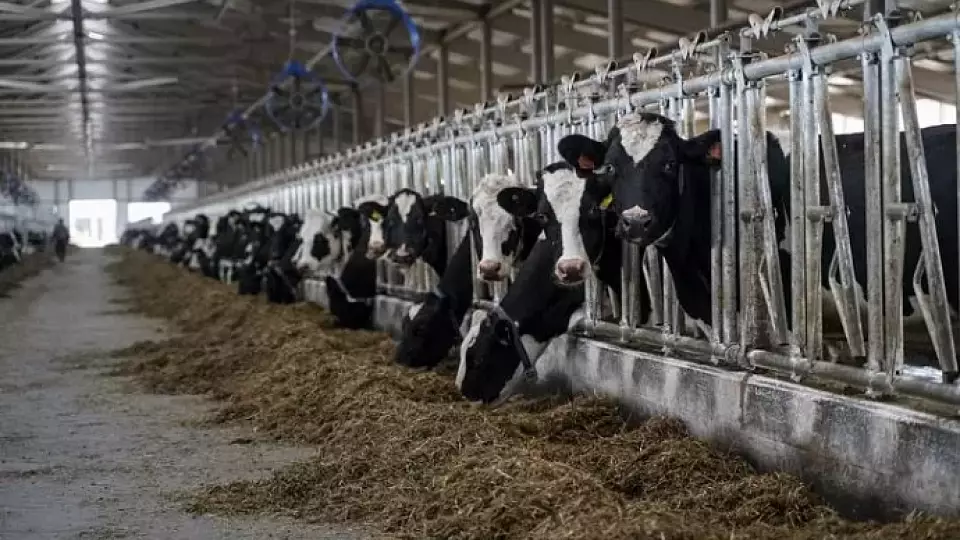 Свердловские аграрии получат 5 млрд рублей на свою деятельность