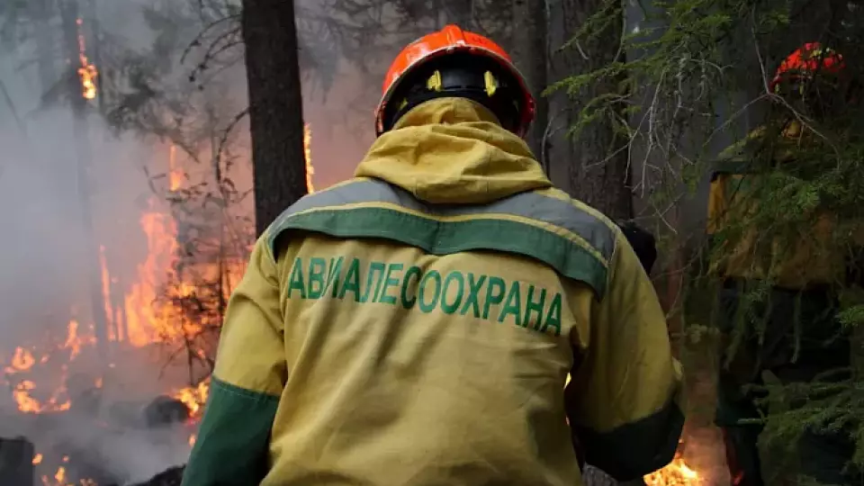 На защиту уральских лесов в 2024 году выделят 5 млрд рублей