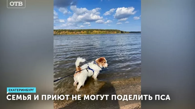 Семья и приют не могут поделить пса