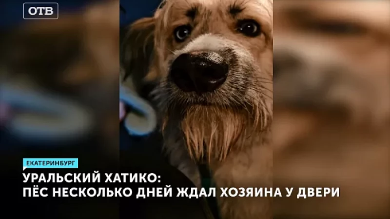 Уральский Хатико: пёс несколько дней ждал хозяина у двери