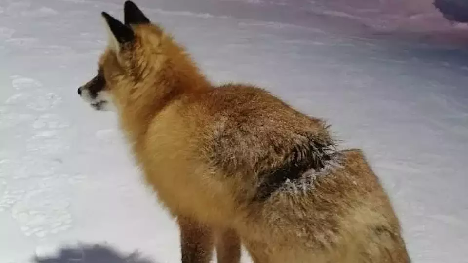 В посёлке Барачинском Свердловской области обнаружили раненую лису