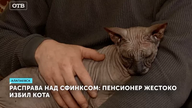 Расправа над сфинксом: пенсионер жестоко избил кота
