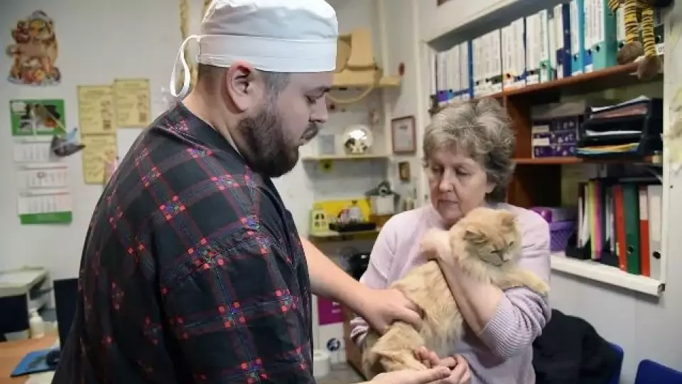 В Екатеринбурге ветврачи бесплатно простерилизуют более тысячи домашних животных
